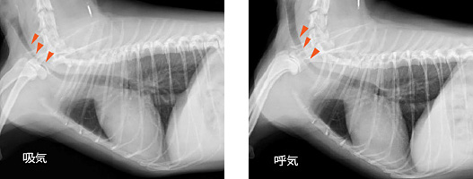 気管虚脱